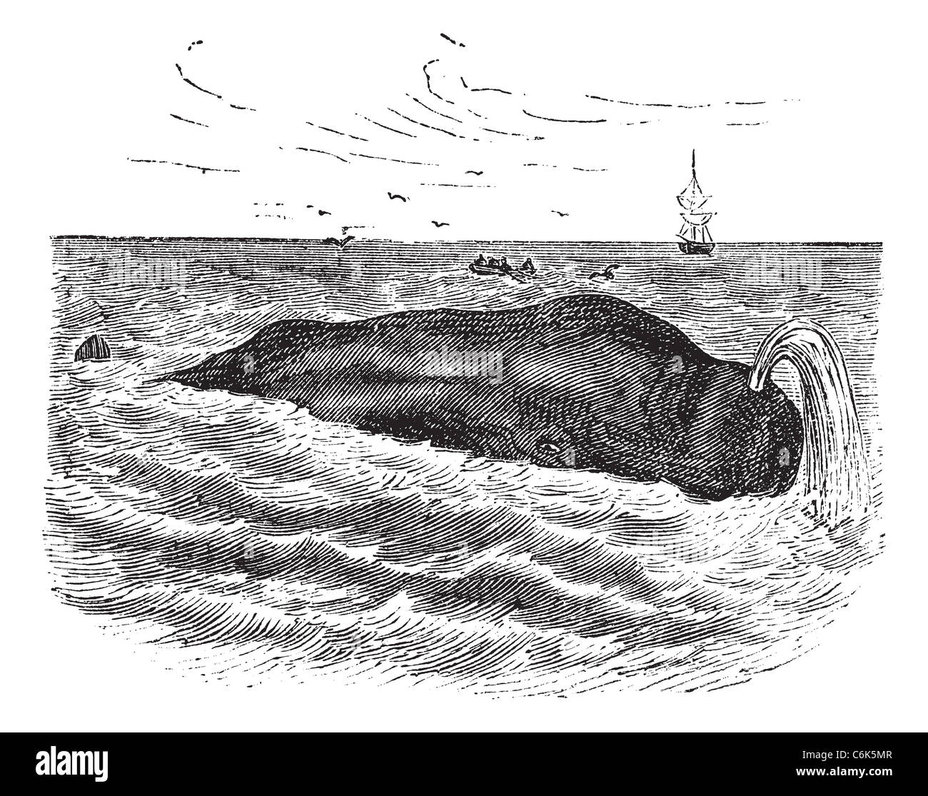 Également connu sous le nom de cachalot Physeter macrocephalus, marine, mammifere, vintage engraved illustration de cachalot, mammifère. Banque D'Images