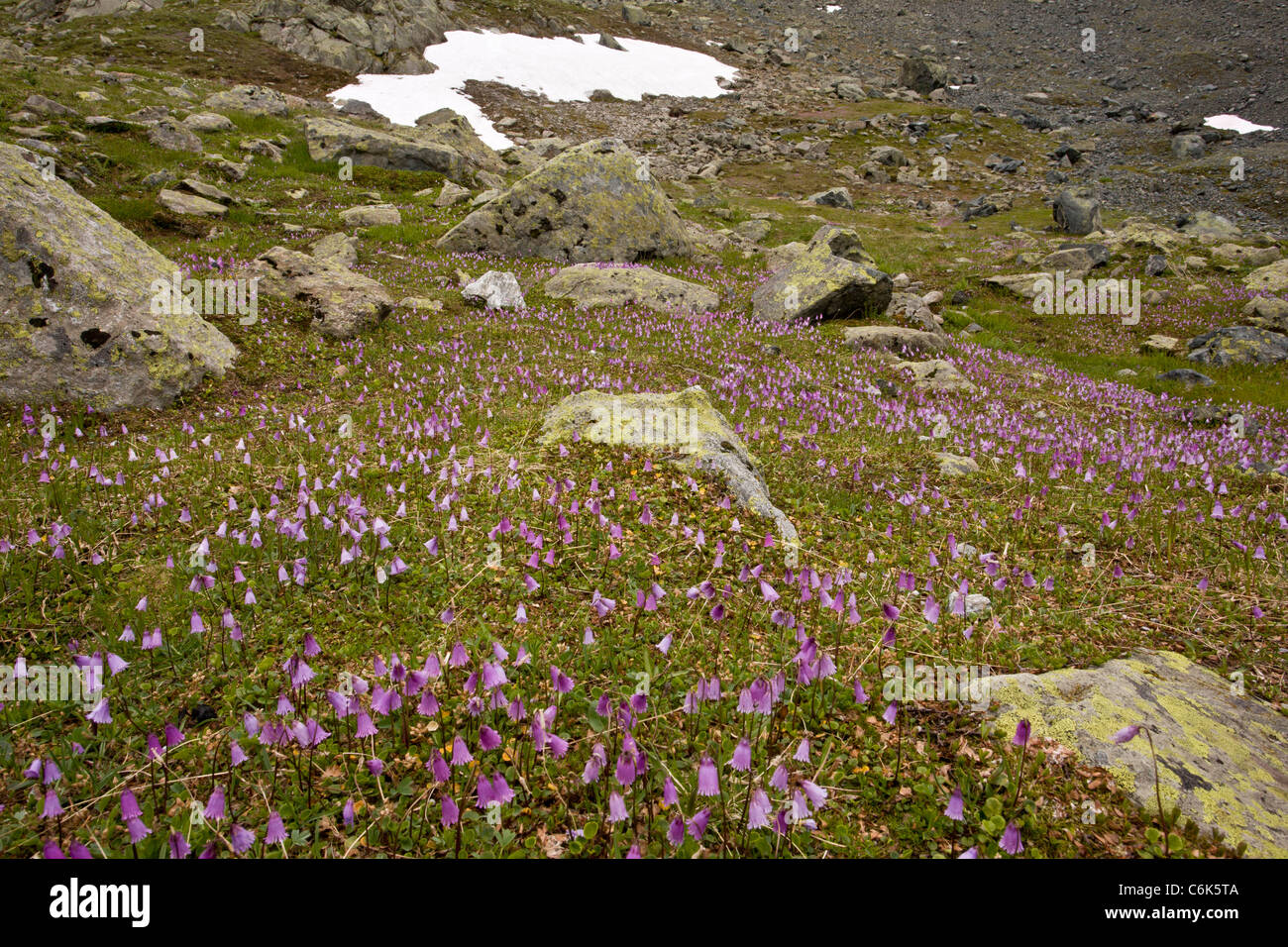 Snowbell Soldanella pusilla, Nain, en masses sur le Col de Fluella (2395m), de l'est Alpes suisses. Banque D'Images