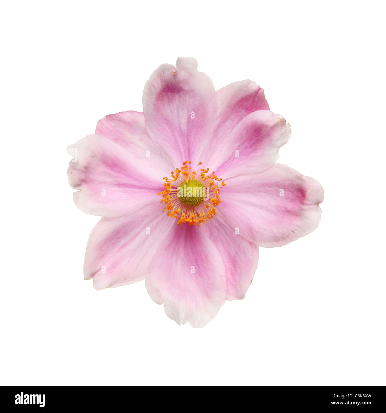 Anémone japonaise flower isolated on white Banque D'Images