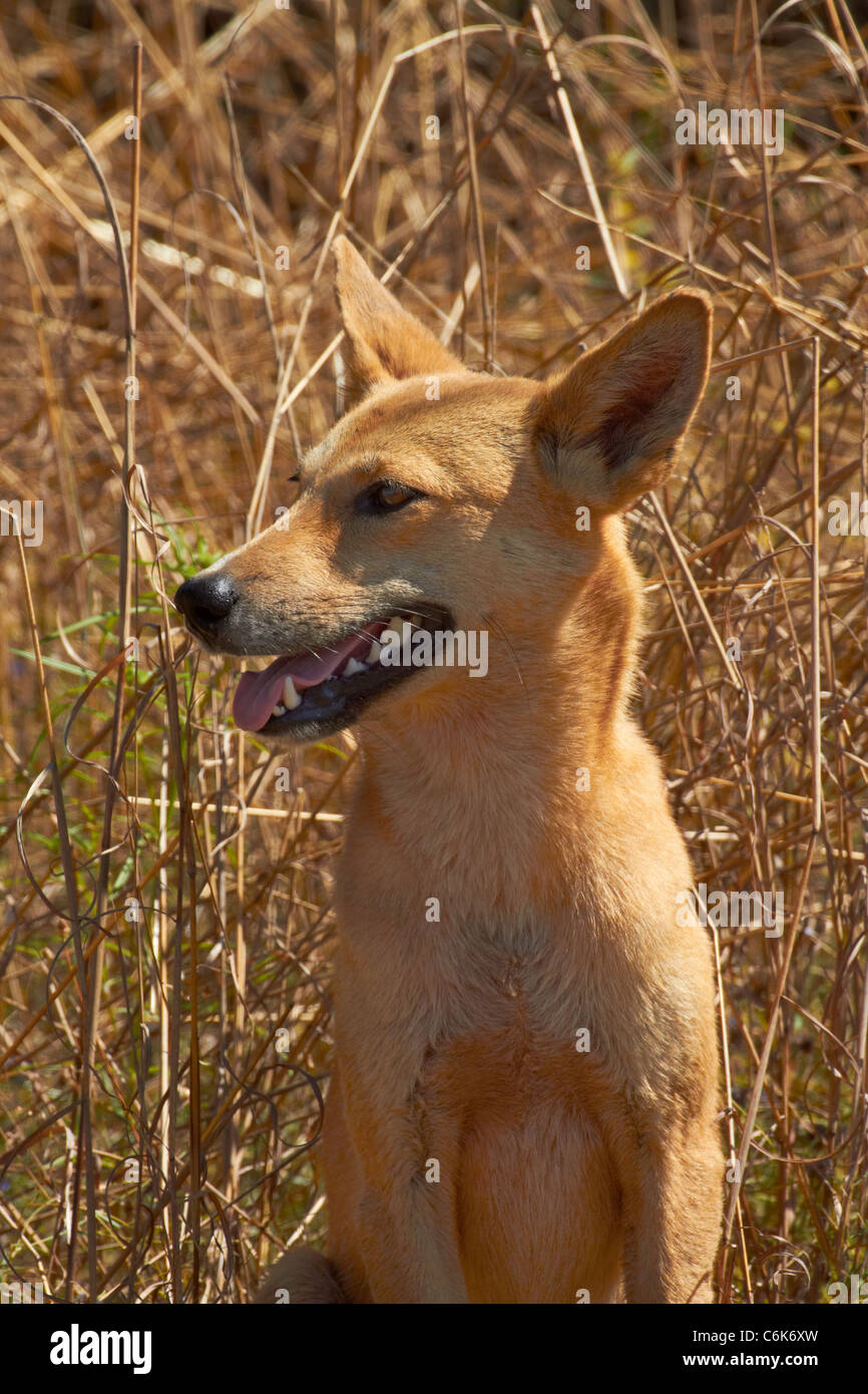 Dingo (Canis lupus dingo), le Kakadu National Park, Territoire du Nord, Australie Banque D'Images