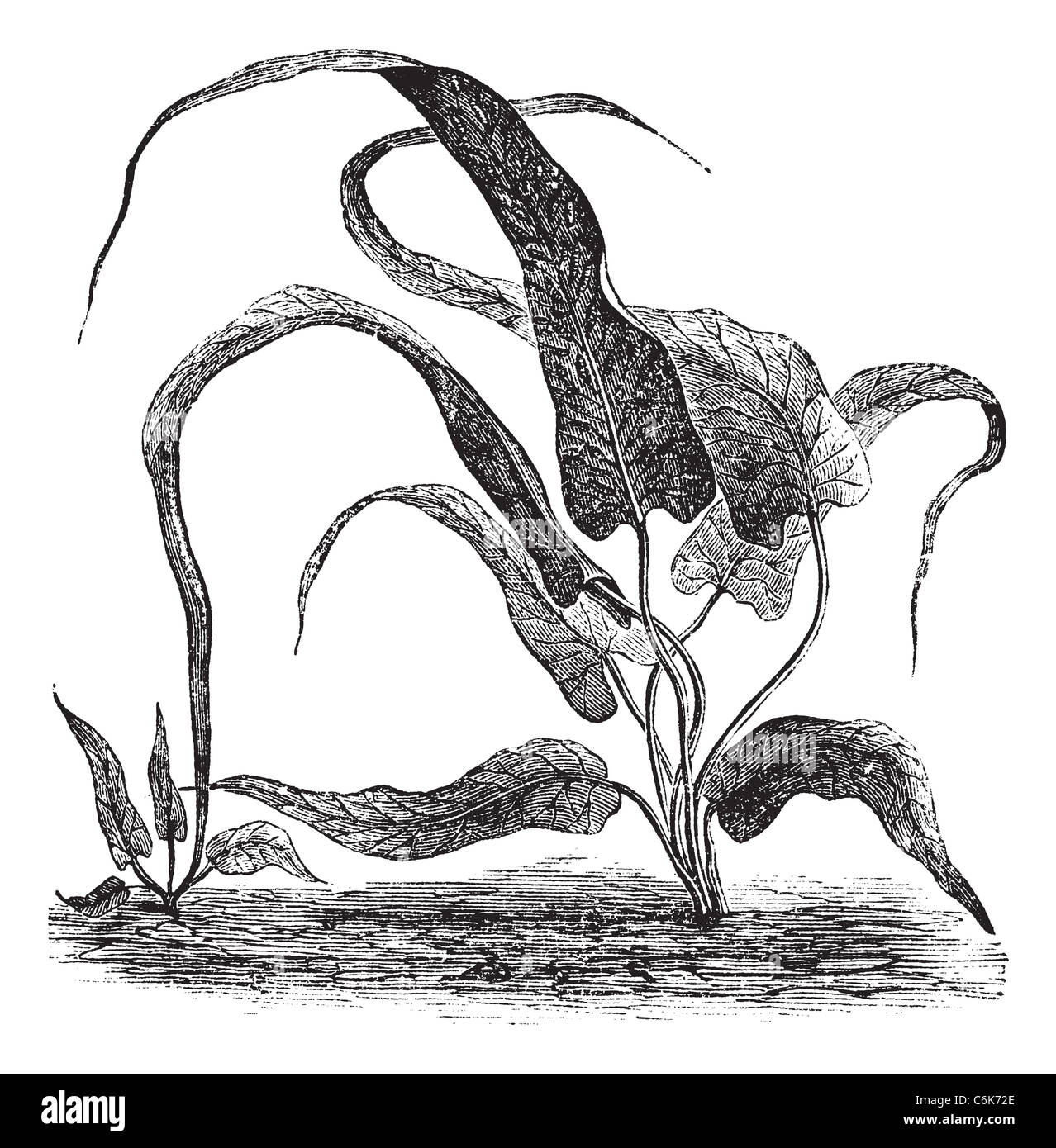 Asplenium rhizophyllum vintage la gravure. Vieille illustration gravée de American fern frondes lancéolées à avoir. Banque D'Images