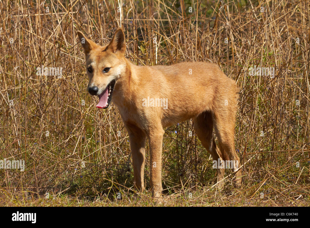 Dingo (Canis lupus dingo), le Kakadu National Park, Territoire du Nord, Australie Banque D'Images