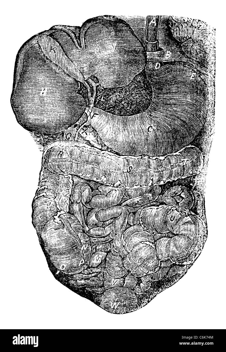 La partie abdominale du tube digestif ou nutririon vintage la gravure. Vieille illustration gravée de système digestif humain. Banque D'Images