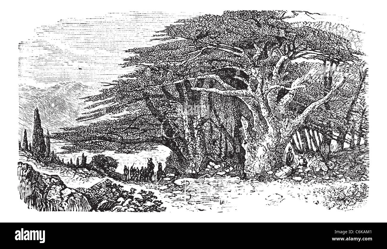 Cèdre du Liban Cedrus libani ou gravure d'époque. Vieille illustration gravée de cèdre libanais avec un groupe d'homme debout Banque D'Images
