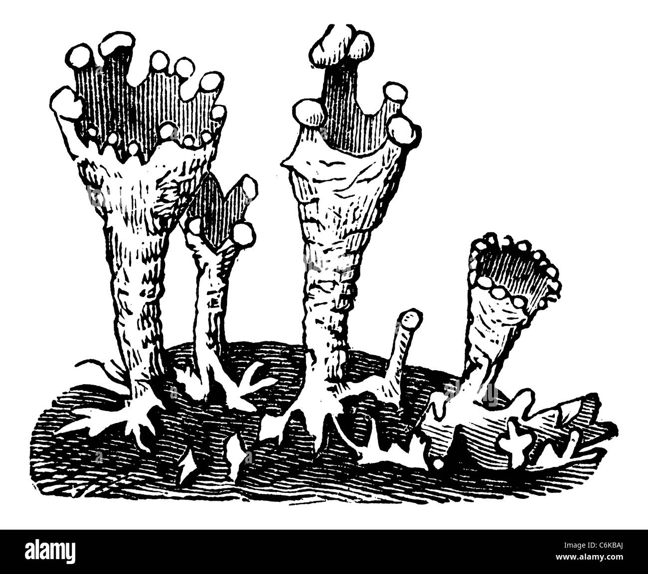 Cup lichen Cladonia pyxidata vintage ou la gravure. Vieille illustration gravée de Cup lichen isolé sur un fond blanc. Banque D'Images