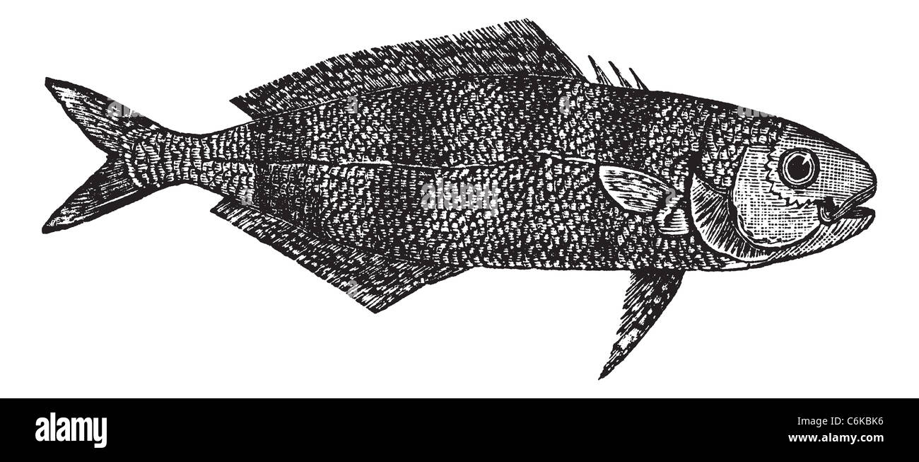 Naucrates Ductor ou poisson pilote vintage la gravure. Vieille illustration gravée de Naucrates ductor. Banque D'Images Naucrates Ductor ou poisson pilote vintage la gravure. Vieille illustration gravée de Naucrates ductor. Banque D'Images