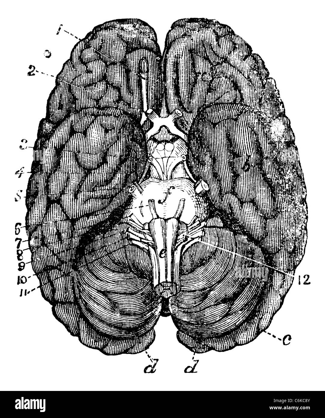 Cerveau humain vintage la gravure. Vieille illustration gravée de cerveau humain parties numérotées. Banque D'Images