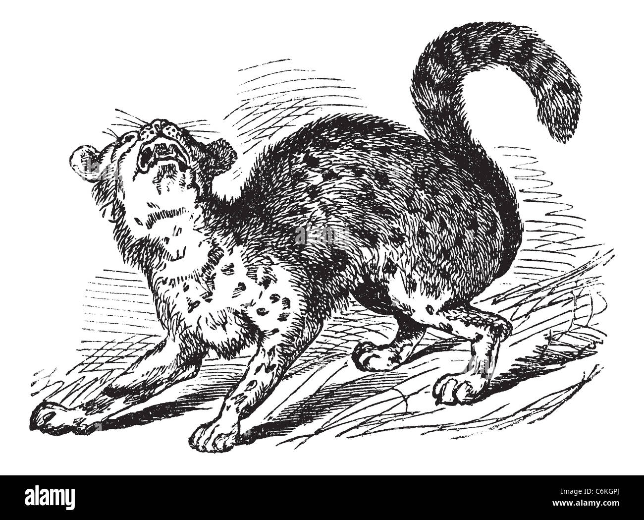 Ou Oncilla Chat-tigre ou Leopardus tigrinus, gravure d'époque. Vieille illustration gravée d'un Oncilla. Banque D'Images