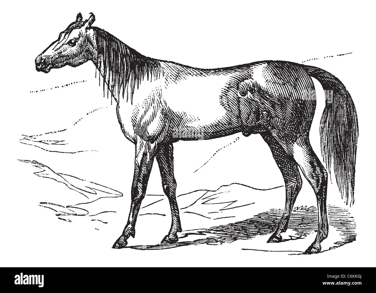 Cheval Arabe ou arabe ou cheval Equus ferus caballus, gravure d'époque. Vieille illustration gravée du Cheval Arabe. Banque D'Images
