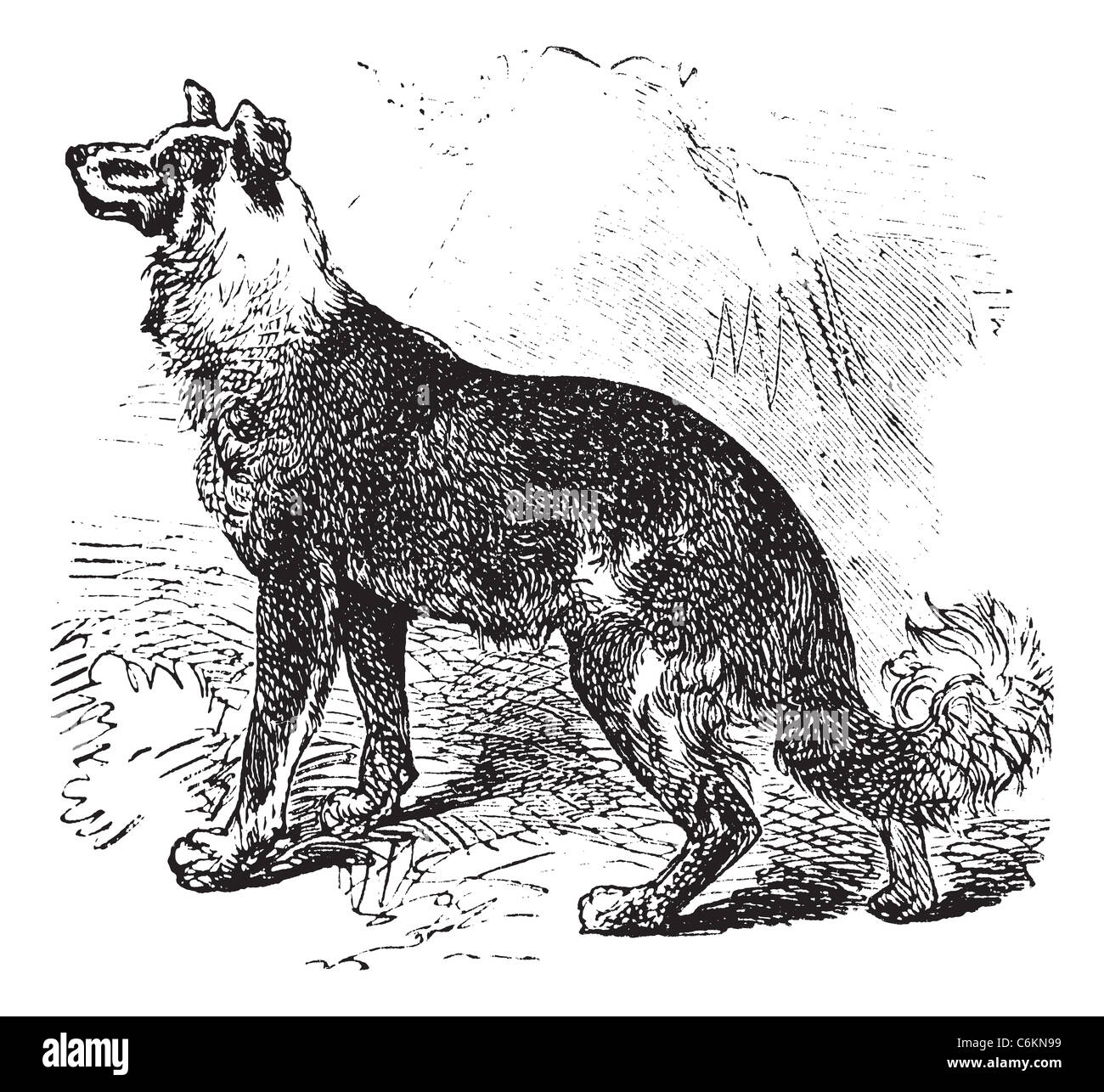 Berger Belge Berger Belge ou ou Canis lupus familiaris, gravure d'époque. Banque D'Images