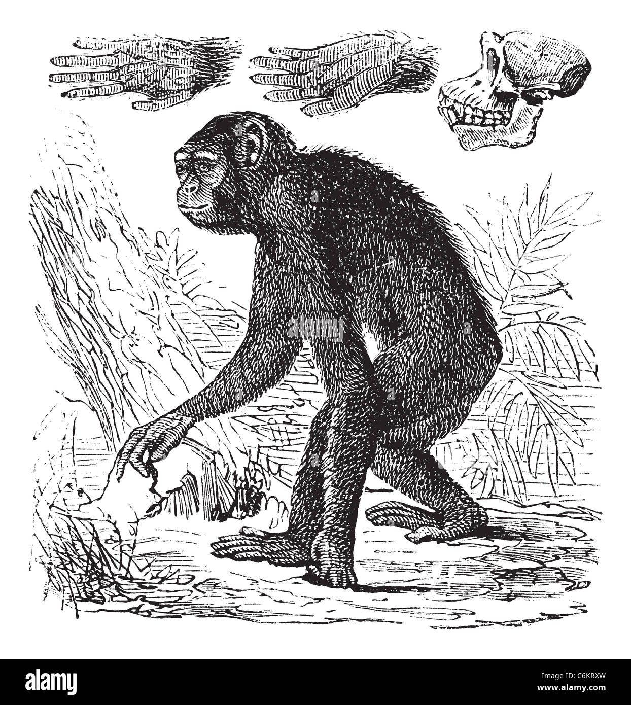 Ou chimpanzé Pan troglodytes, gravure d'époque. Vieille illustration gravée d'un chimpanzé. Banque D'Images