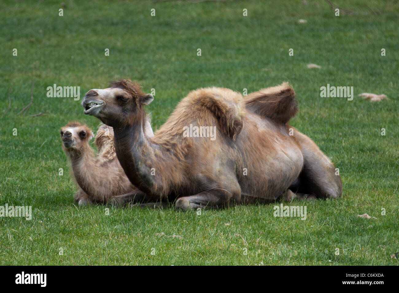 Domestiqué les chameaux de Bactriane (Camelus bactrianus) reposant sur l'herbe Banque D'Images