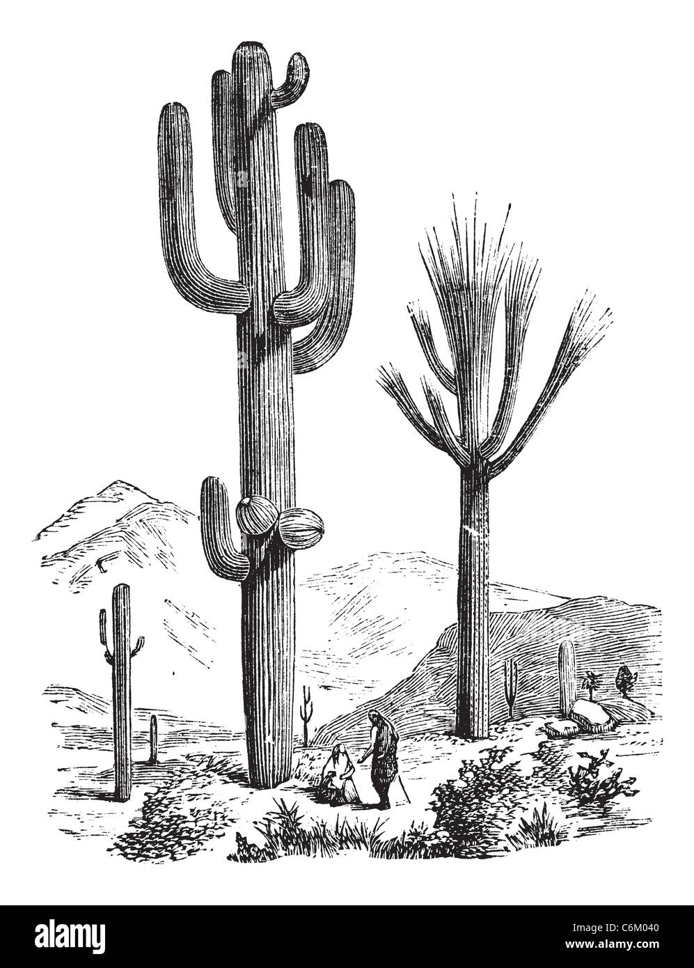 Saguaro Carnegiea gigantea, vintage ou la gravure. Ancien gravé illustration d'un Saguaro. Banque D'Images