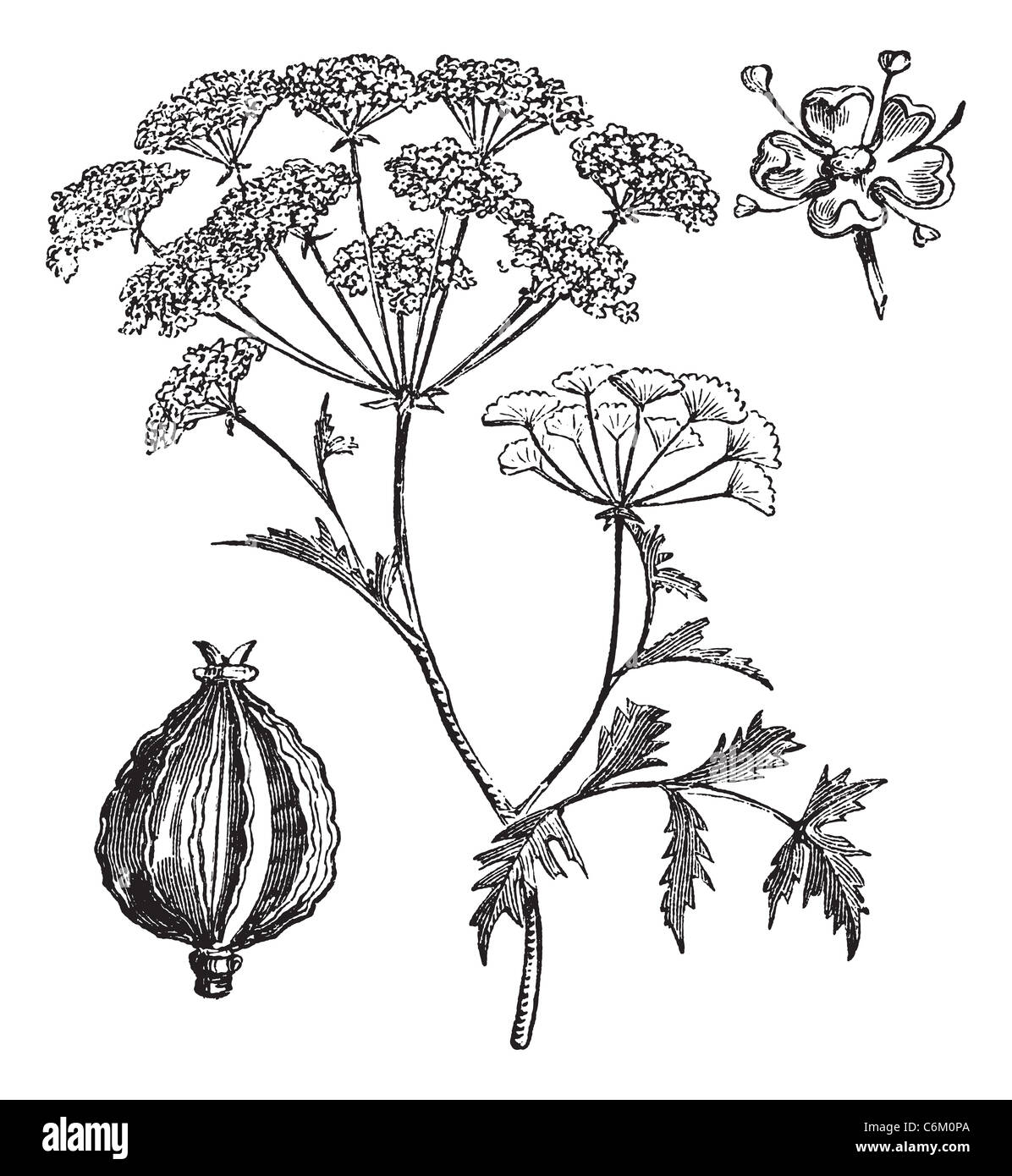 Ou de la pruche ou Ciguë Conium maculatum, gravure d'époque. Vieille illustration gravée de la pruche. Banque D'Images