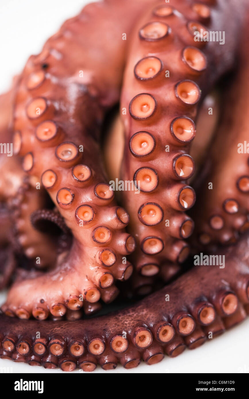 Tentacules de pieuvre fraîche, close-up Banque D'Images