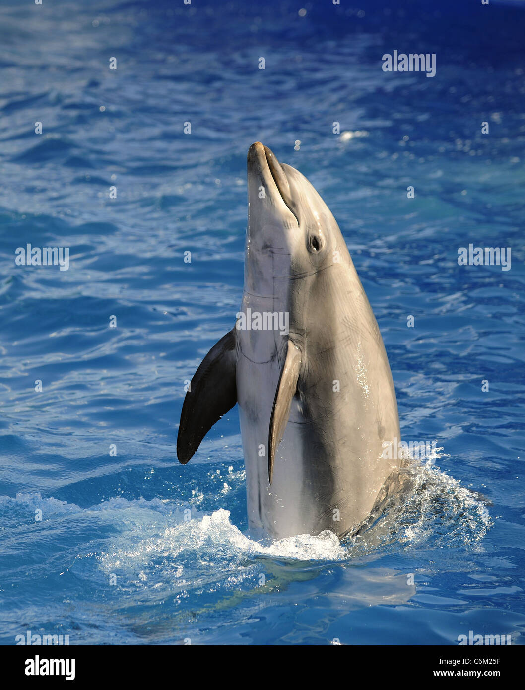 Portrait du dauphin qui a été mis hors de l'eau. Banque D'Images