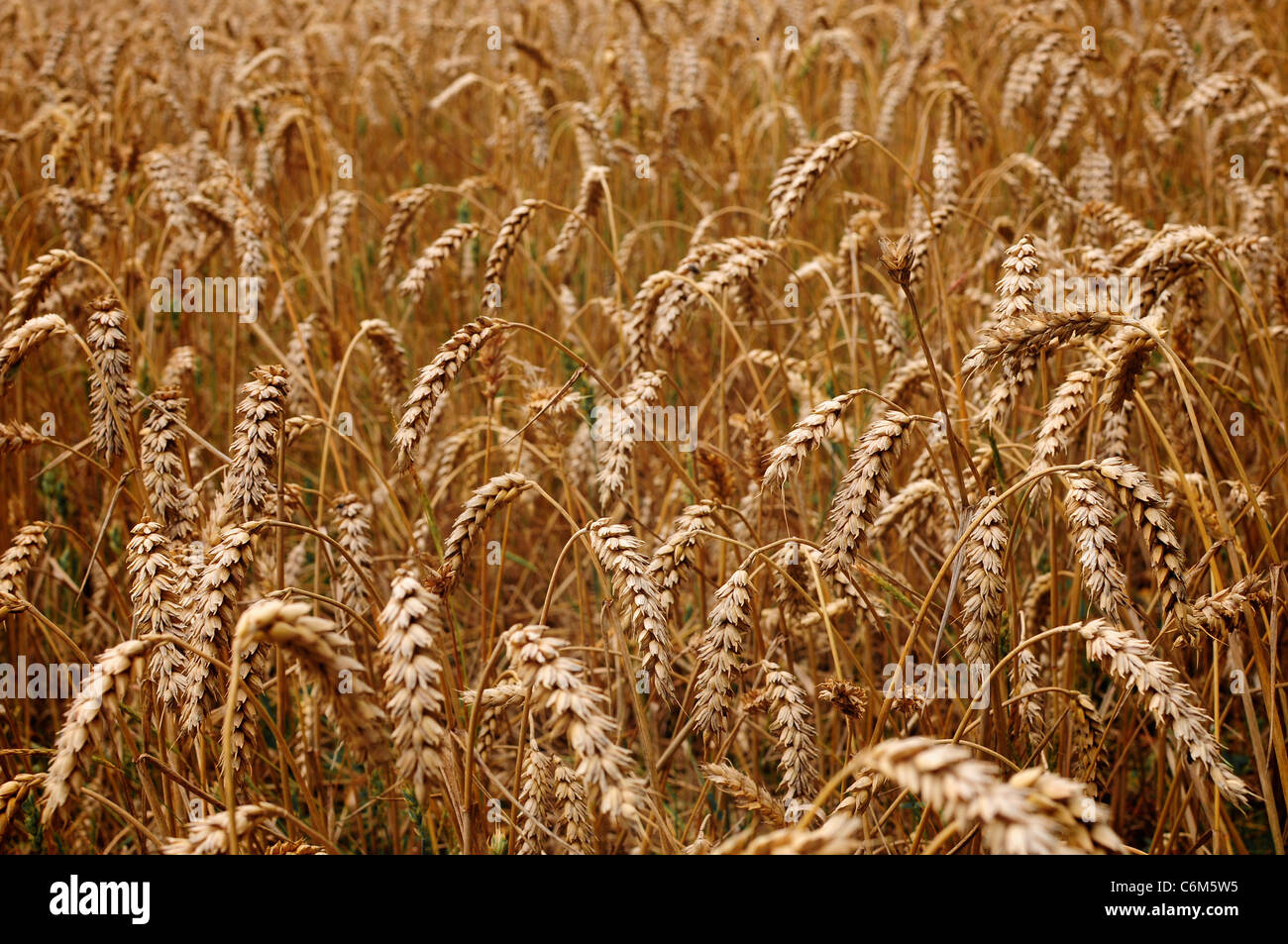 Les épis de blé dans un champ, en Angleterre Banque D'Images