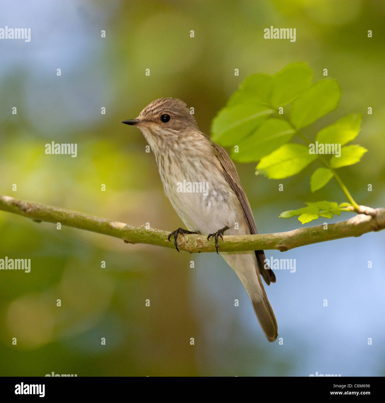 Muscicapa striata - spotted flycatcher visiteurs d'été au Royaume-Uni Banque D'Images