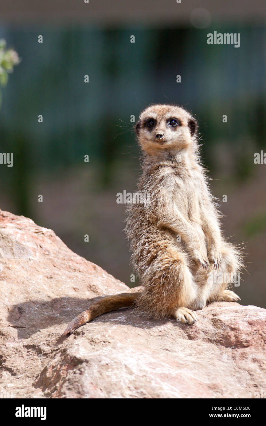 Meerkat ou suricate Suricata suricatta, debout sur ses pattes arrière, regarde autour d'alerte sur la masse. ManorHouse 116522 Banque D'Images