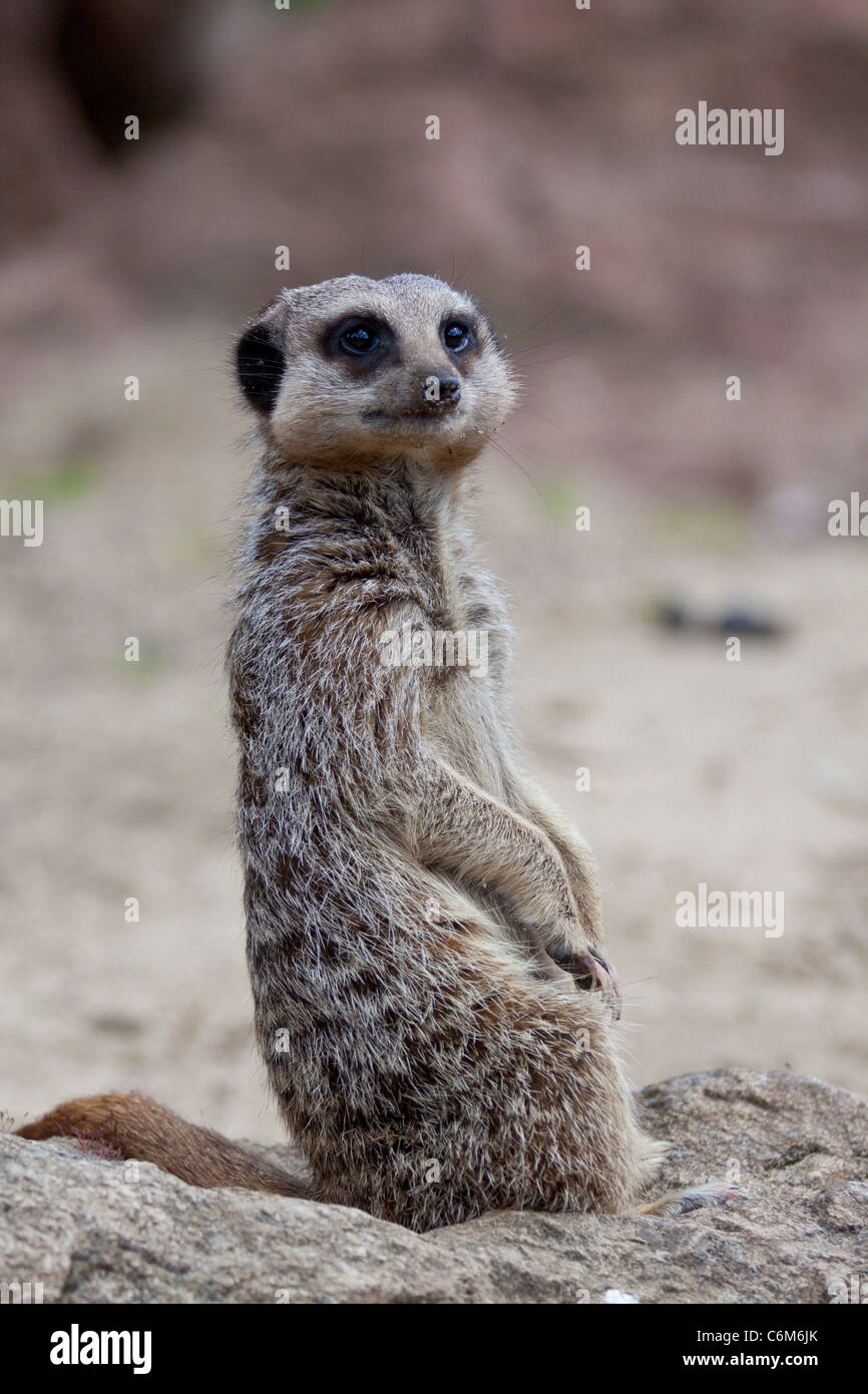 Meerkat ou suricate Suricata suricatta, debout sur ses pattes arrière, regarde autour d'alerte sur la masse.116526 ManorHouse Banque D'Images