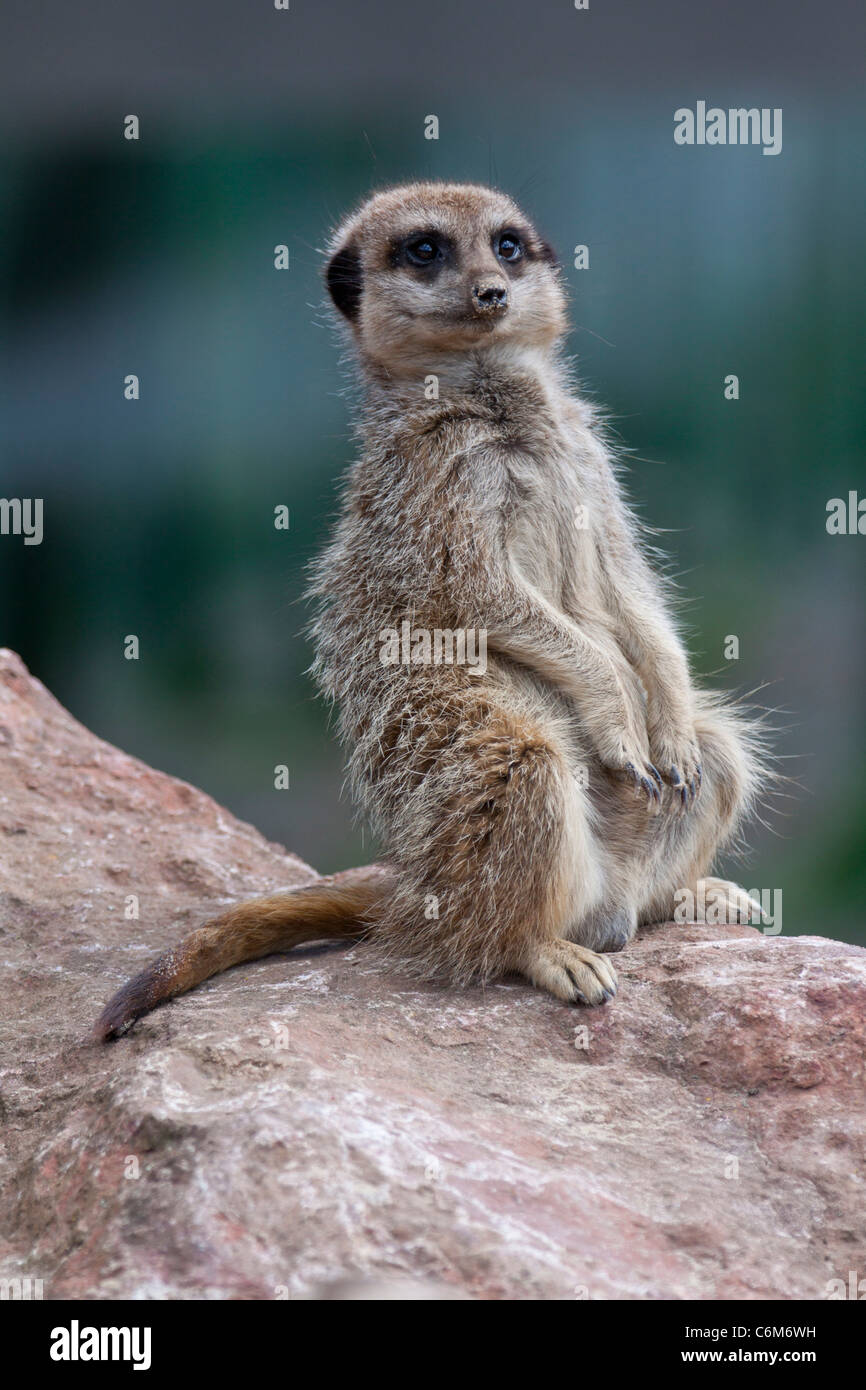 Meerkat ou suricate Suricata suricatta, debout sur ses pattes arrière, regarde autour d'alerte sur la masse.116529 ManorHouse Banque D'Images