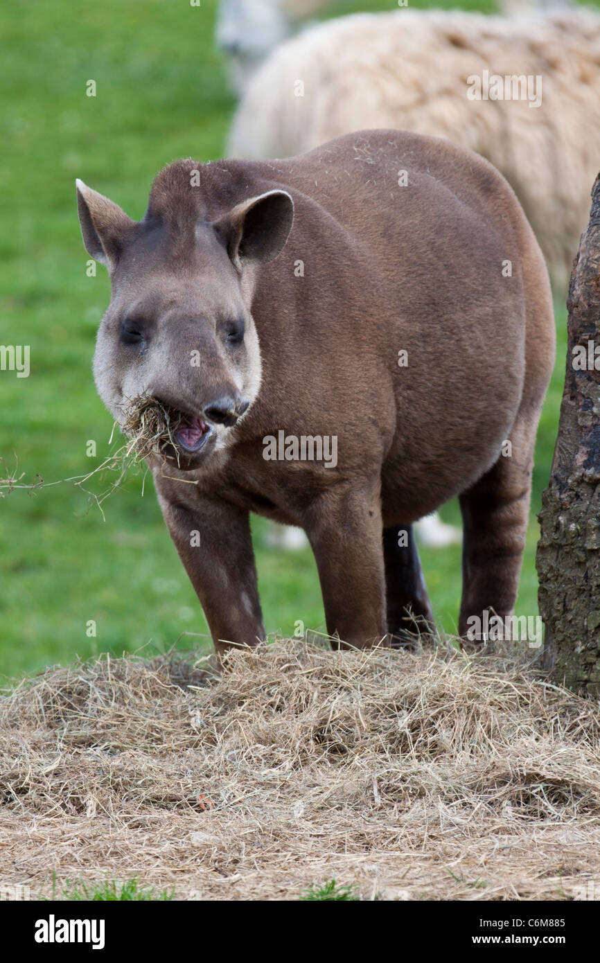 Un tapir de Baird face à manger du foin dans drird Wildlife park. Banque D'Images