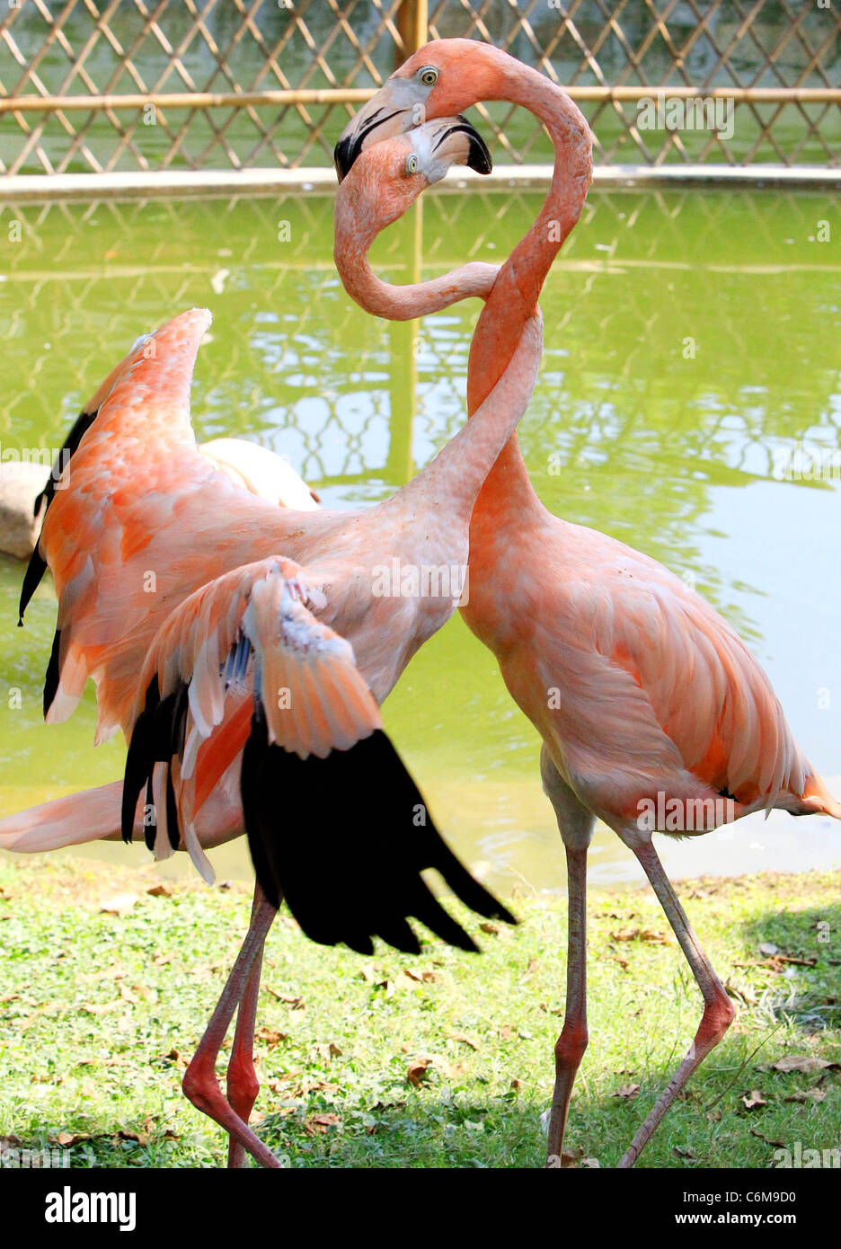 Gorges De Flamants Sont De Vrais Tourtereaux Ces Nouvelles Connaissance Des Flamants N Ont Ete Ensemble Pendant Une Semaine Encore Semblent Etre Photo Stock Alamy