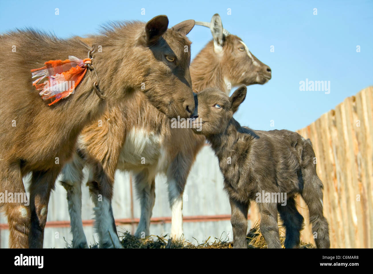 Troupeau de chèvres sur animaux de ferme. Banque D'Images
