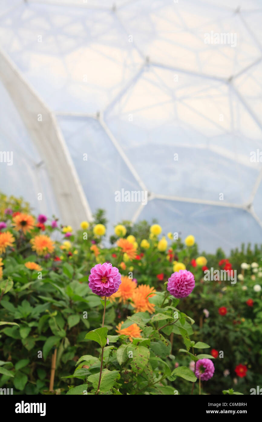 Dahlia fleurs avec serres biome dans l'arrière-plan Banque D'Images