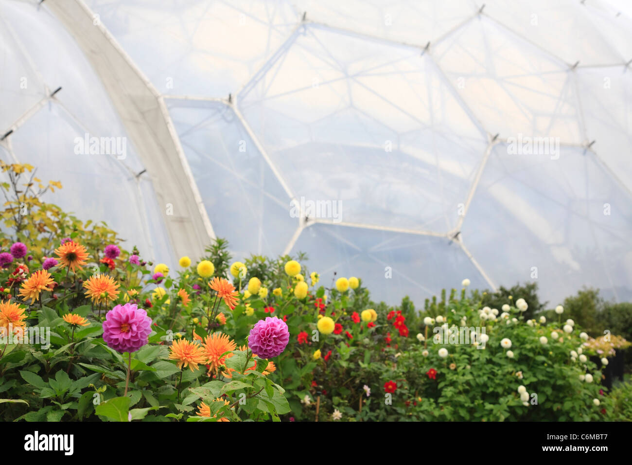 Libre de biomes avec fleurs en premier plan Banque D'Images
