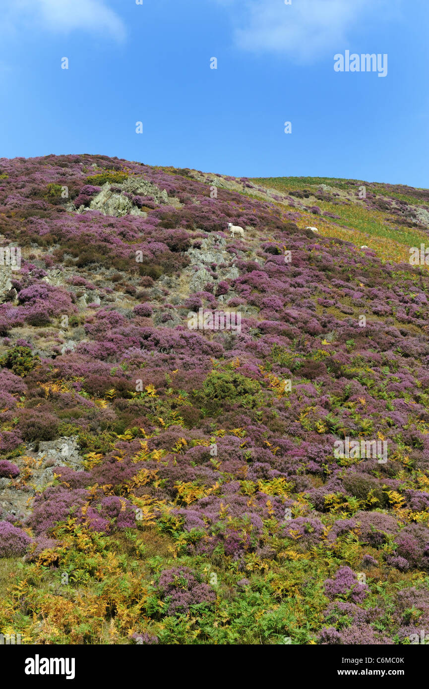 Purple heather sur le long Mynd Church Stretton Shropshire Uk Banque D'Images