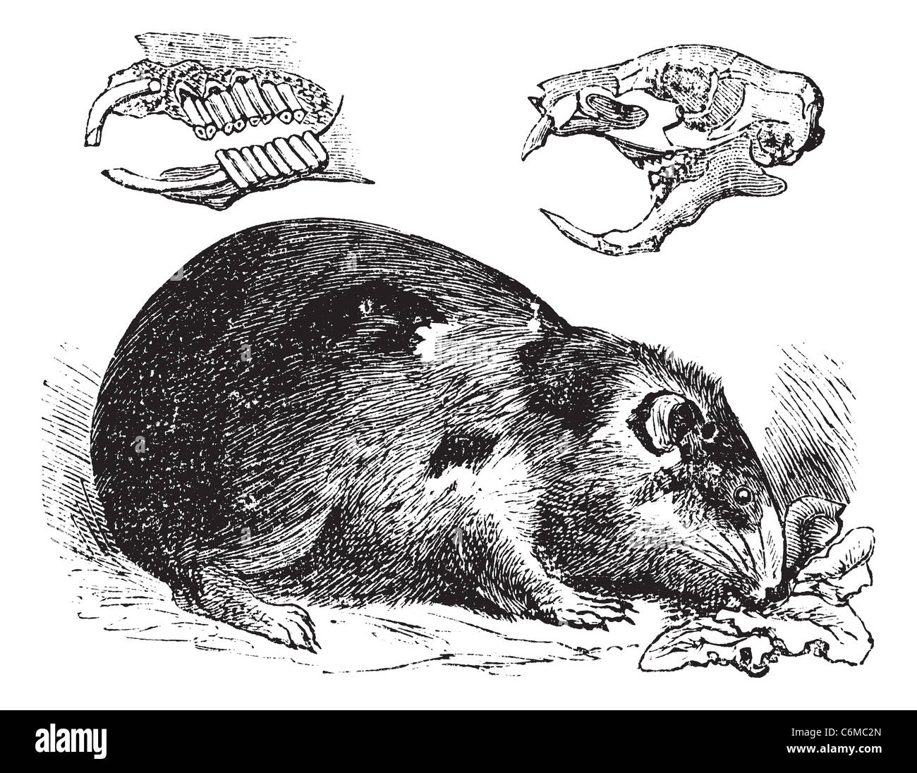 Ou cobaye Cavia ou Cavia porcellus, gravure d'époque. Vieille illustration gravée d'un cochon d'montrant les os et les dents de la mâchoire Banque D'Images