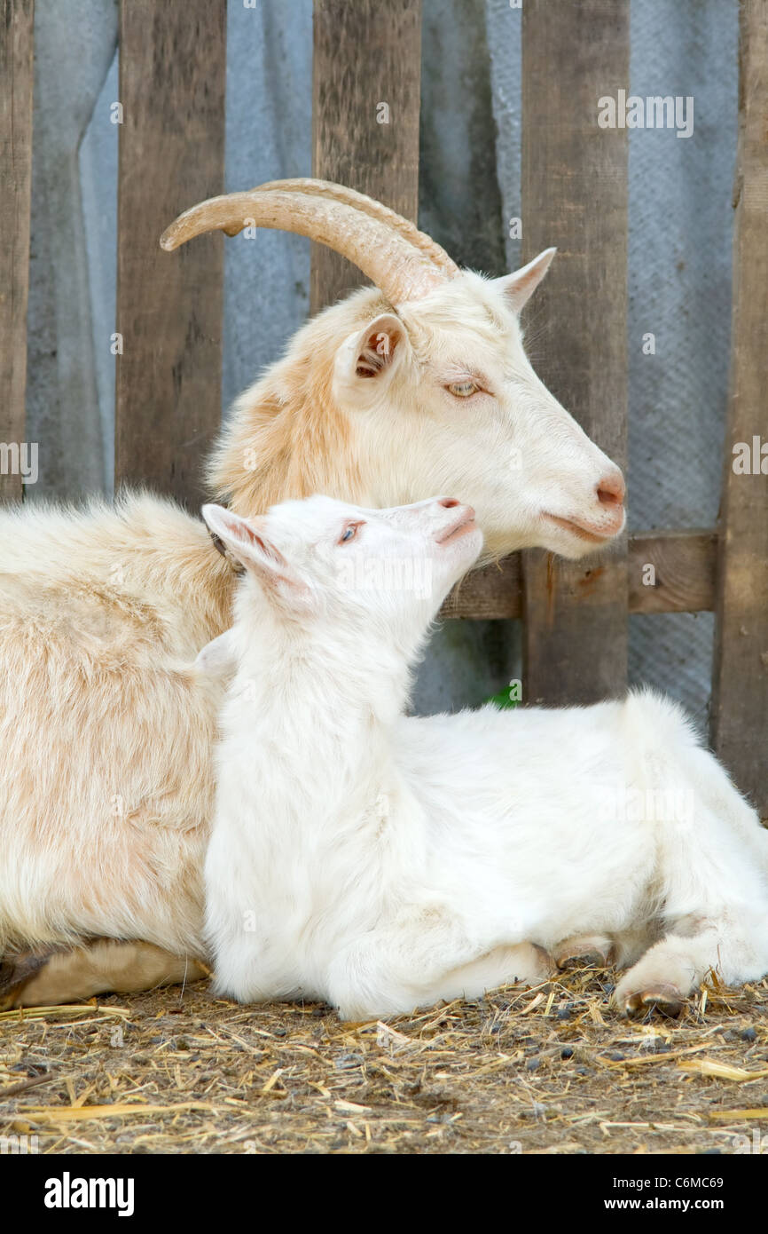 Troupeau de chèvres sur animaux de ferme. Banque D'Images