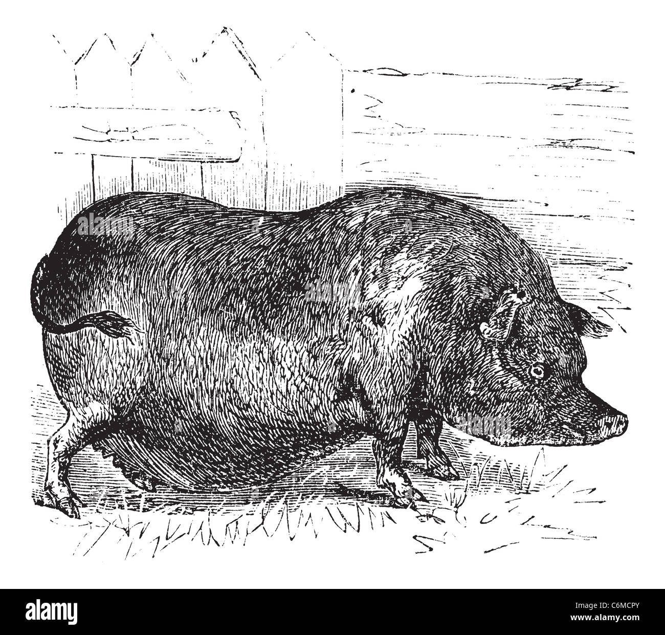 Cochon Marc Heude ou verruqueuse indochinois Vietnam Porc ou cochon verruqueuse ou sus bucculentus, gravure d'époque. D'une illustration gravée ancienne Banque D'Images Cochon Marc Heude ou verruqueuse indochinois Vietnam Porc ou cochon verruqueuse ou sus bucculentus, gravure d'époque. D'une illustration gravée ancienne Banque D'Images