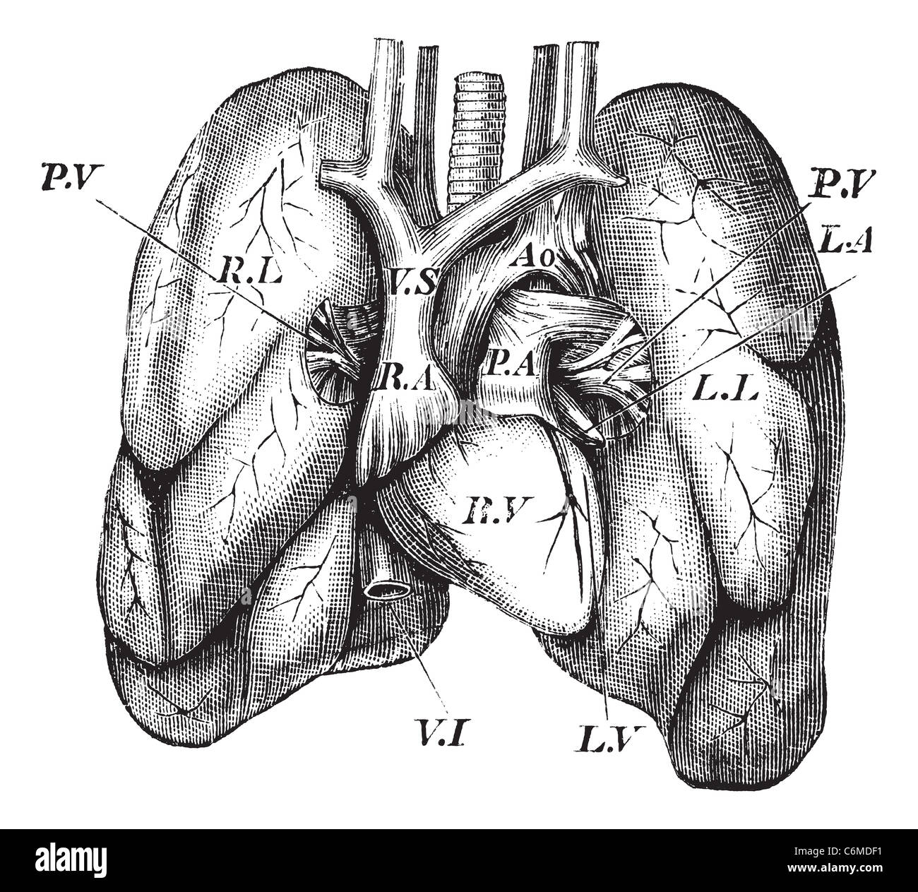 Coeur de l'homme et les poumons, la gravure d'époque. Vieille illustration gravée du Cœur humain et les poumons. Banque D'Images