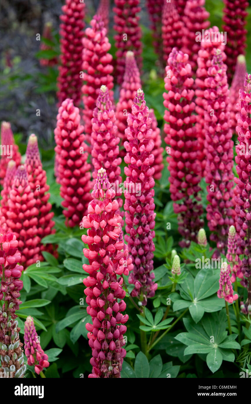 Lupin à l'Eden Project, Cornwall, UK. Photo:Jeff Gilbert Banque D'Images