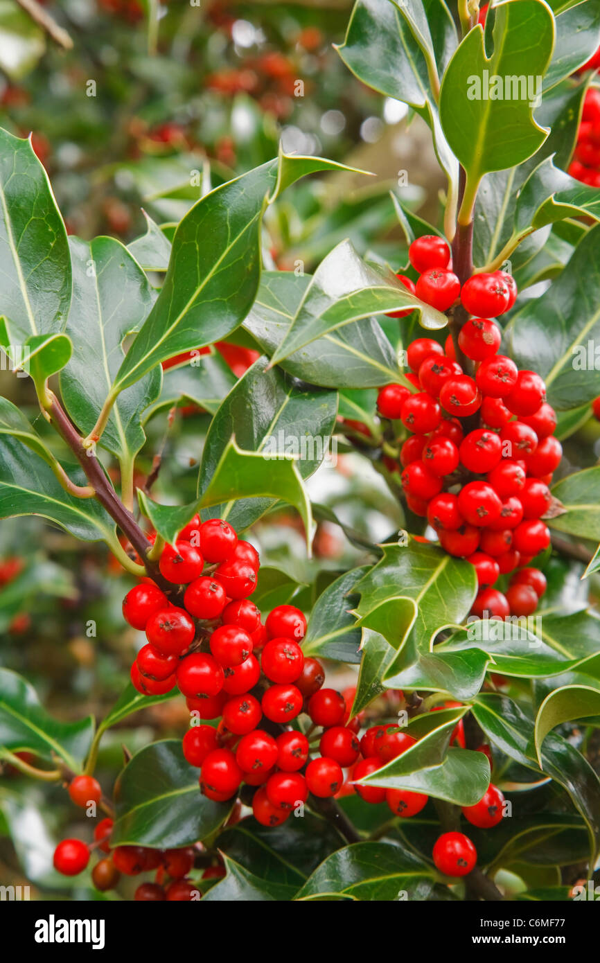 Holly libre avec des fruits rouges en hiver Banque D'Images