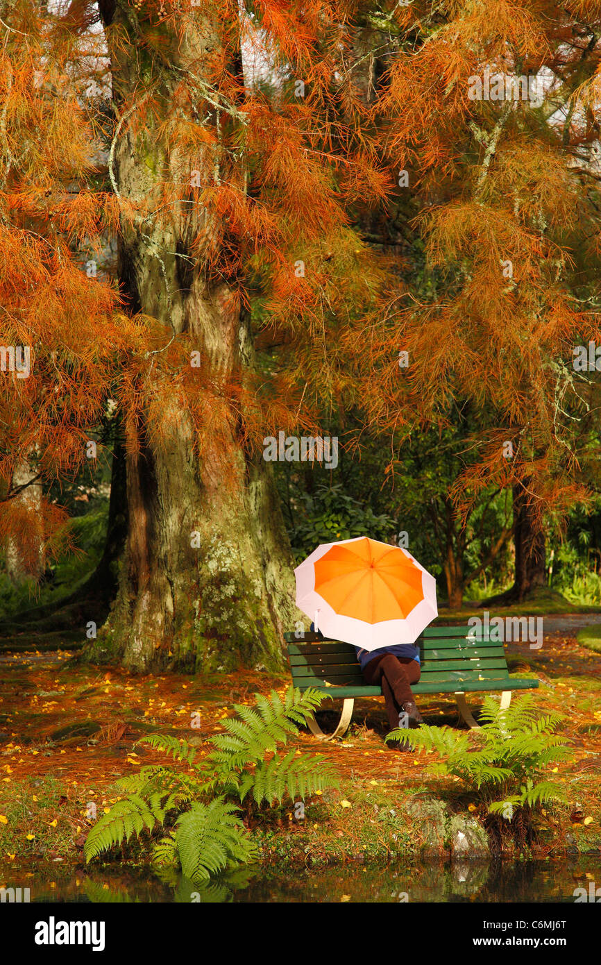 Femme avec parapluie de l'emplacement dans le parc Terra Nostra, Furnas, île de São Miguel, Açores, Portugal. Banque D'Images