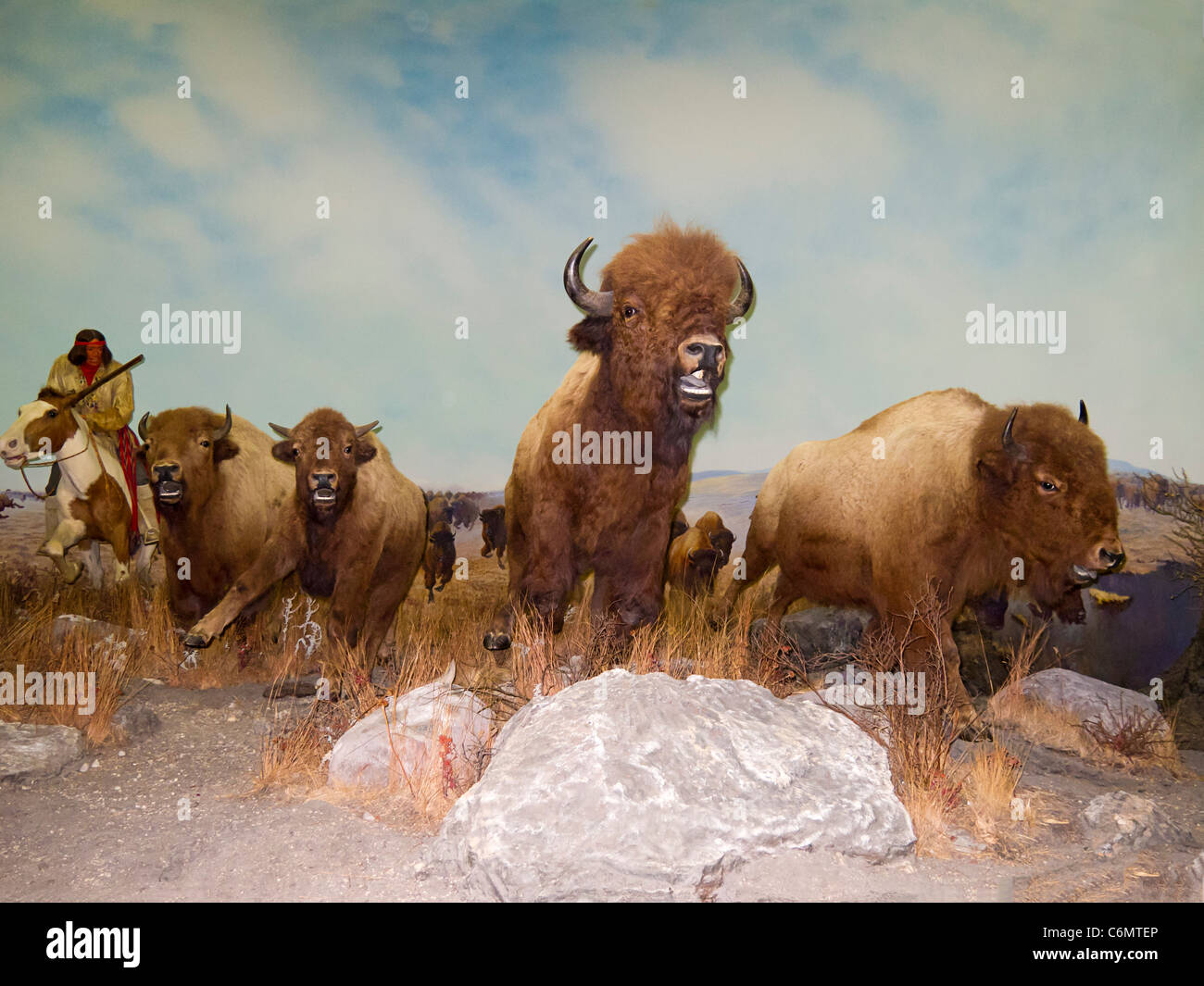 Diorama of Native American Indians Matis chasser le bison dans les plaines canadiennes. Le Musée du Manitoba, Winnipeg, Manitoba, Canada Banque D'Images