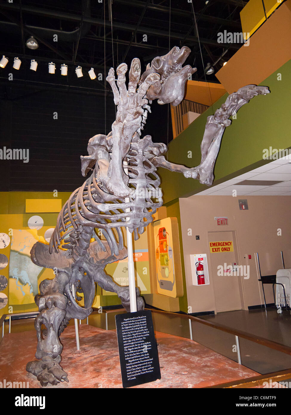 Squelette d'un megatherium, un paresseux marcheur géant qui vivait il y a 5 millions d'années.à l'affiche au Musée du Manitoba à Winnipeg, MB Banque D'Images