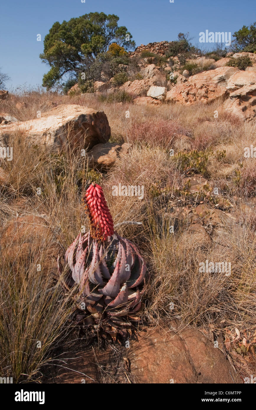 Peglerae Aloe et enrichissement de la guerre des Boers Banque D'Images