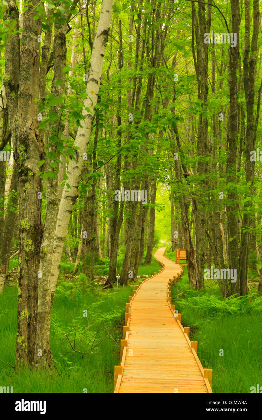 Sentier De Jessup Jardins Sauvages De Lacadie Lacadia - 