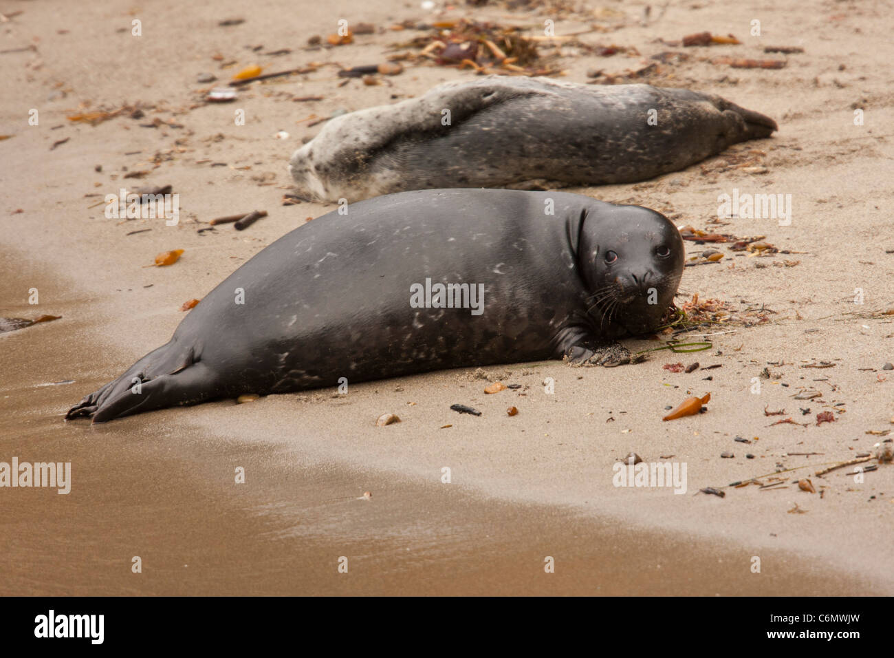 Phoque commun (Phoca vitulina) pup. Banque D'Images