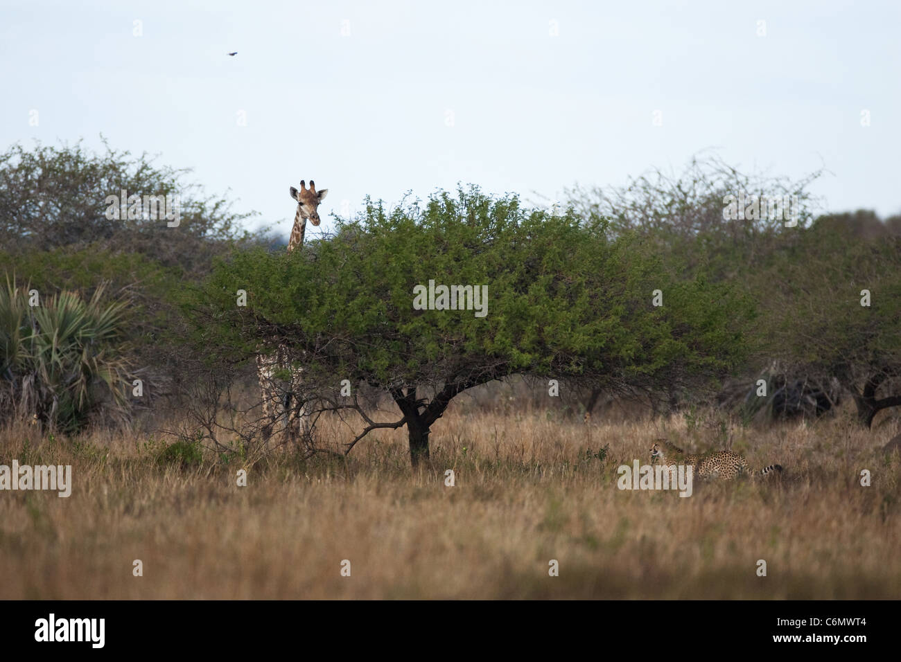 Girafe peering over un arbre à un guépard sur l'autre côté Banque D'Images