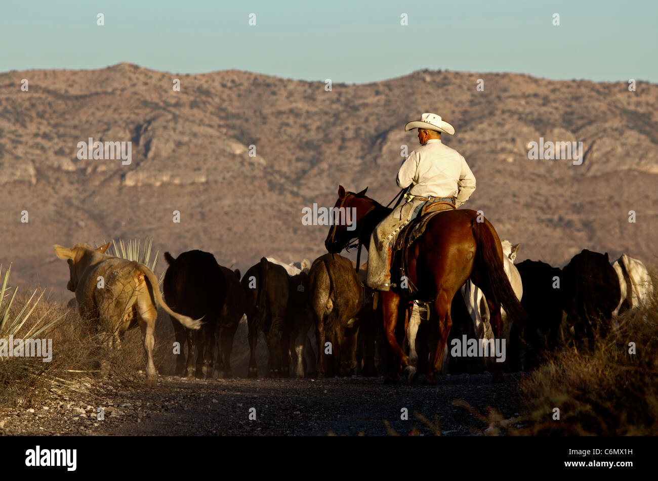 Le Roundup de bétail sur un ranch au Texas de l'Ouest avant l'expédition. Banque D'Images
