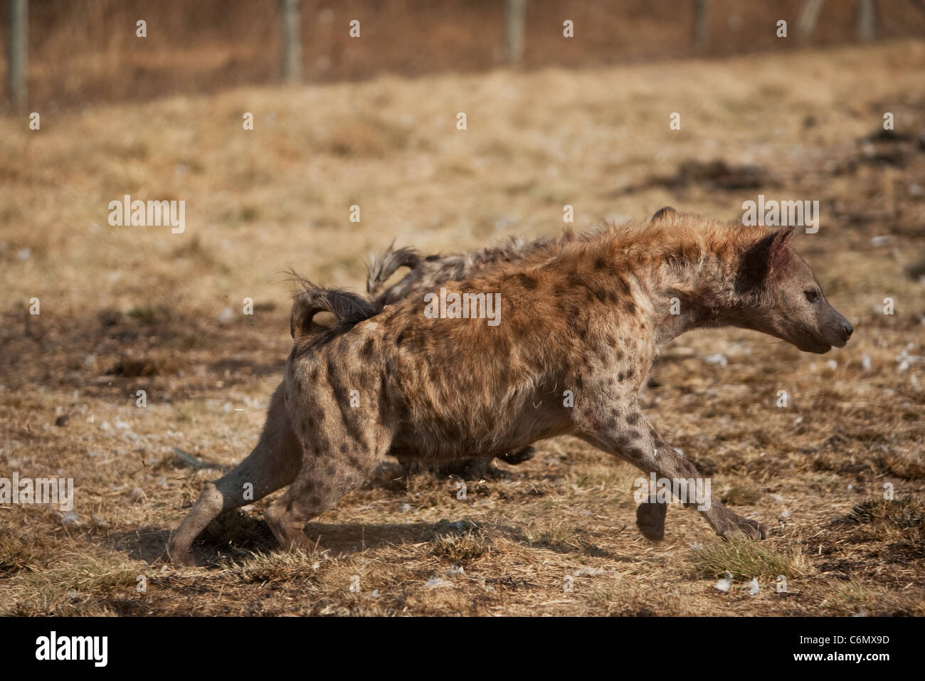 Hyène dans position agressive au cours de lutte de dominance Banque D'Images