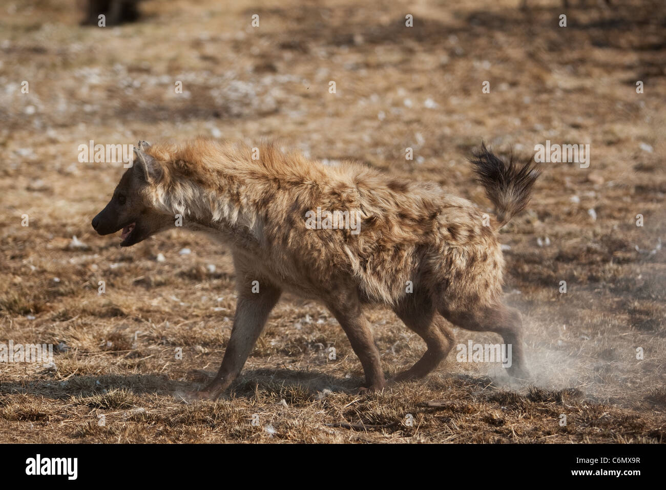 Hyène dans position agressive au cours de lutte de dominance Banque D'Images