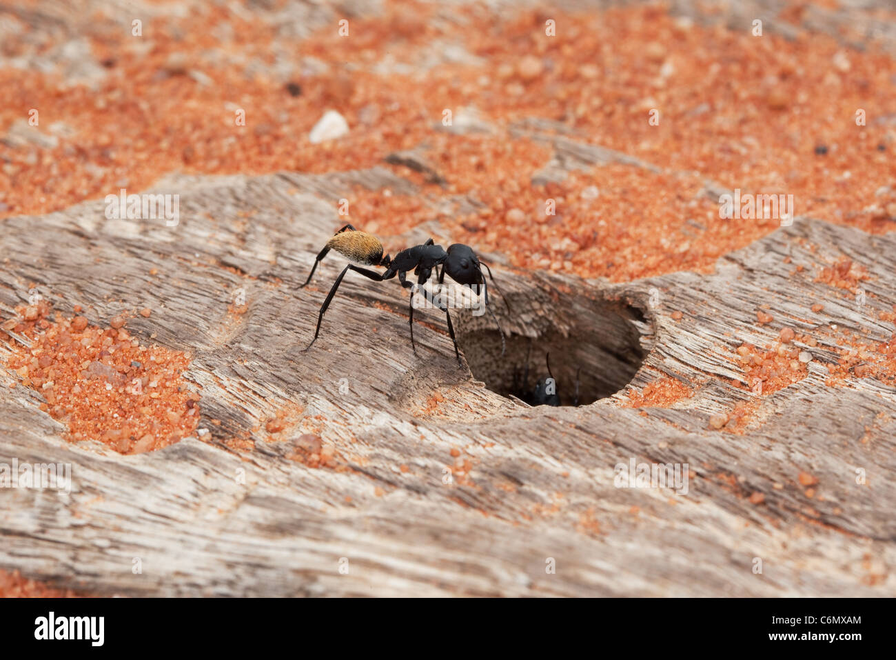 Ant de velours Banque D'Images