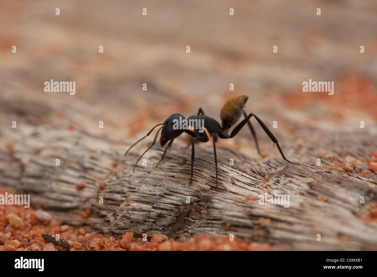 Ant de velours Banque D'Images