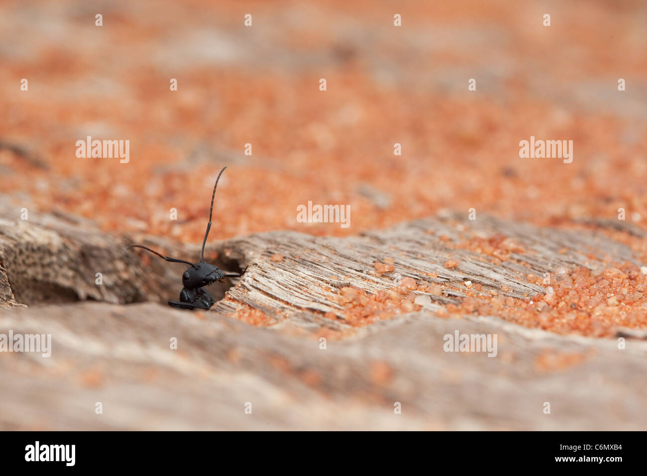 Ant de velours qui sortent d'un trou dans un morceau de bois séché Banque D'Images